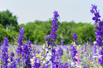 Closeup of purple Larkspur flowers filling a field