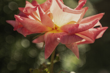 Rose with bokeh background