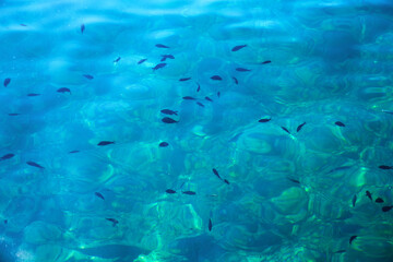 Fototapeta na wymiar shallow blue sea with lots of small fish