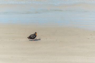A variable oystercatcher at the beach of Osaka Peninsula, New Zealand