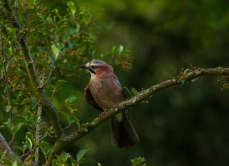 Jay on the tree