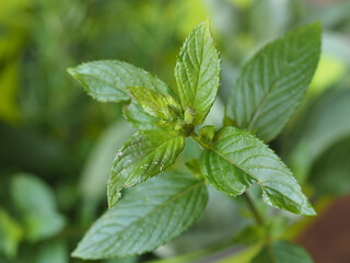 peppermint (Mentha piperita) plant © Claudio Divizia