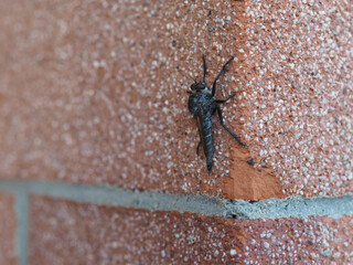 robber fly (scientific classification Asilidae) insect animal on