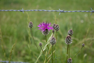 Closeup shot of a purple spotted knapweed on a blurred background - obrazy, fototapety, plakaty
