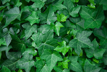 Many leafs of ivy cover a wall