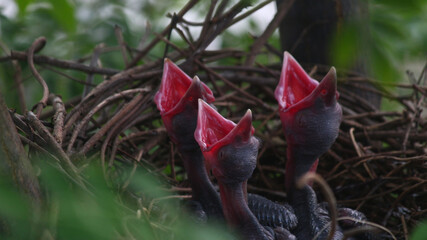 Closeup of hungry baby crows in the nest. Crow chicks in the nest. © Aryan Rk Kashyap/Wirestock