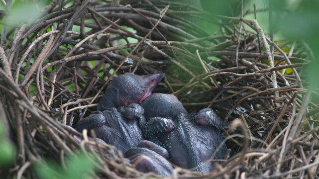 Closeup of baby crows in the nest. Crow chicks in the nest.