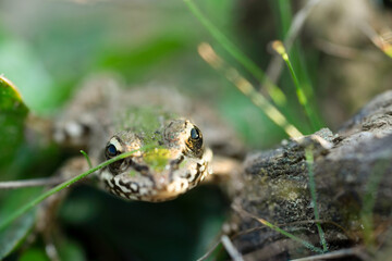 european green pond frog posing for the camera with macro lens
