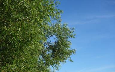 Foliage
