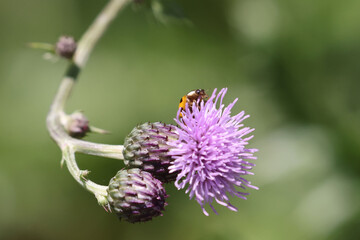 Honeybee on prickle collecting pollen