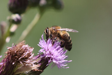 Honeybee on prickle collecting pollen