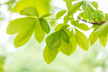 Fototapeta na wymiar 光に透ける緑色い葉
