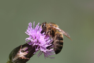 Honeybee on prickle collecting pollen