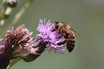 Honeybee on prickle collecting pollen