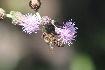 Honeybee on prickle collecting pollen