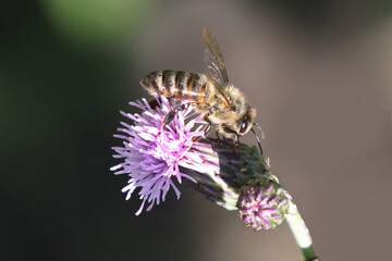 Honeybee on prickle collecting pollen