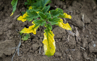 Yellowed potato leaves. Potato has got sick.