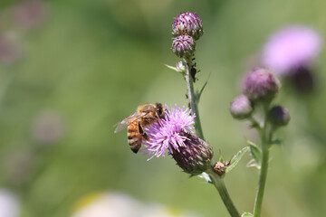 Honeybee on prickle collecting pollen