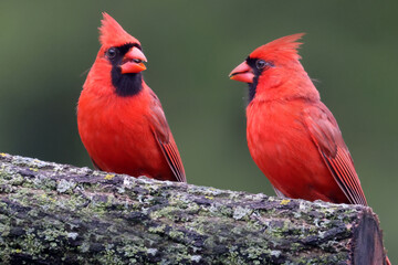 Cardinals on branch in overcast sky