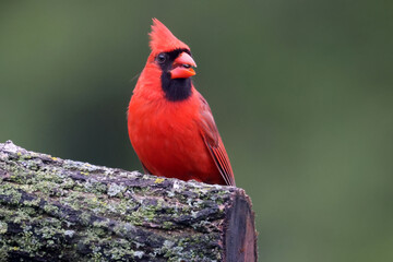 Cardinals on branch in overcast sky