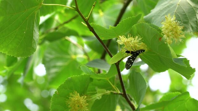 Small-Leaved Lime flowers in slight breeze (Tilia cordata) - (4K)