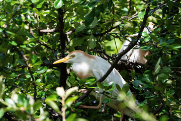 Cattle Egret hiding in the branches of a tree on a sunny day