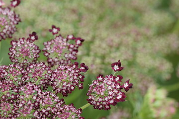 Wild carrots flowers, bokeh flowers background, daucus carota blooming dark pink, floral background