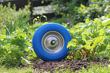  the blue wheel in the garden 