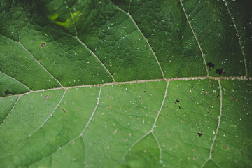 Lush green Burdock (Arctium) leaves. close up, top view.