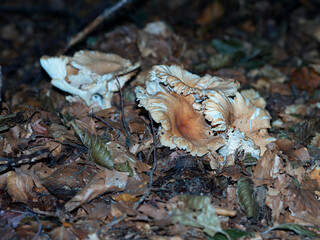 Grupo de setas sobre las hojas de otoño en el Montseny, Cataluña en Octubre de 2019