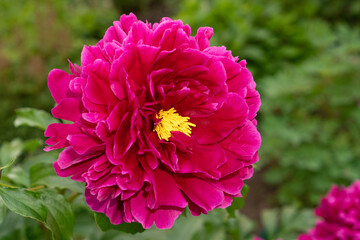 Beautiful blooming peony flower of burgundy color.