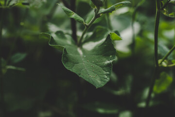 Lush green Burdock (Arctium) leaves illuminated by sun rays, light shadow play on a sunny summer day