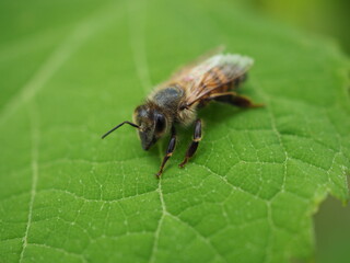 Pszczoła na tle zielonego liścia - obrazy, fototapety, plakaty
