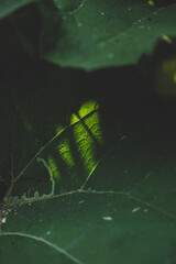 Lush green Burdock (Arctium) leaves illuminated by sun rays, light shadow play on a sunny summer day