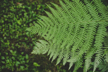 Lush green Fern leaves (Pteridium aquilinum) perfect for summer solstice celebration in Latvia