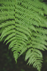 Lush green Fern leaves (Pteridium aquilinum) perfect for summer solstice celebration in Latvia