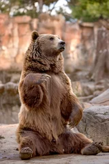 Fotobehang Large brown bear sitting down © perpis