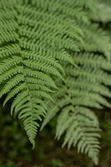 Lush green Fern leaves (Pteridium aquilinum) perfect for summer solstice celebration in Latvia