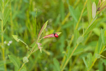 Little red beetle on a green stalk Chrysomela populi - Mandelinka