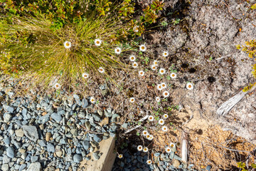 Alpine flowers at the Southern Alps, Mount Aoraki National Park in New Zealand