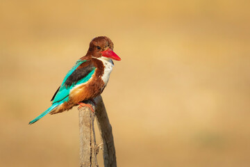 White throated Kingfisher. Yellow nature background. 