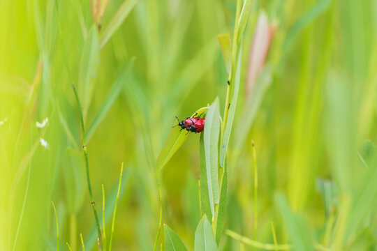 Little red beetle on a green stalk Chrysomela populi - Mandelinka