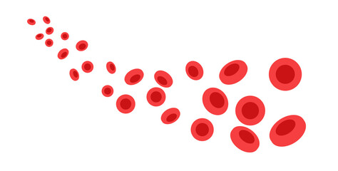 erythrocytes in blood vessel