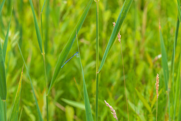 Little blue dragonfly sitting on a green stalk.