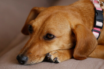 small dachshund crossbreed dog lying down and quiet