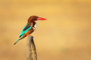 White throated Kingfisher. Yellow nature background. 