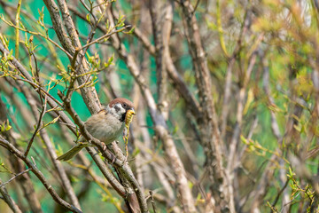 Tree sparrow with an caterpillar in its beak