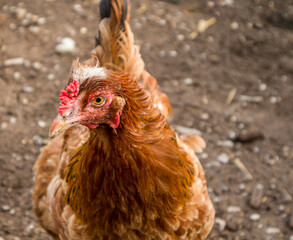 Brown, domestic chicken in the countryside, close up