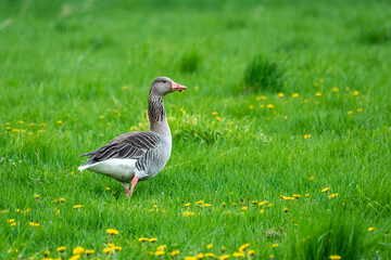 Bean goose on the meadow, eating flower
