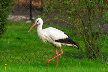 White stork walking on the grass